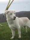 Lucy