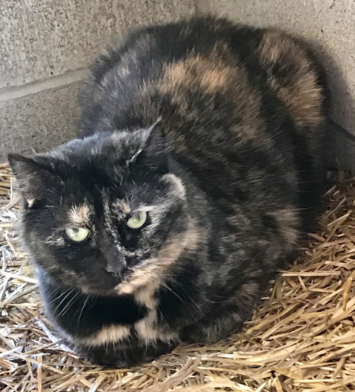 adoptable Cat in Sistersville, WV named Ginger