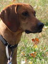 Roxy