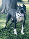 adoptable Dog in social circle, GA named Dutton