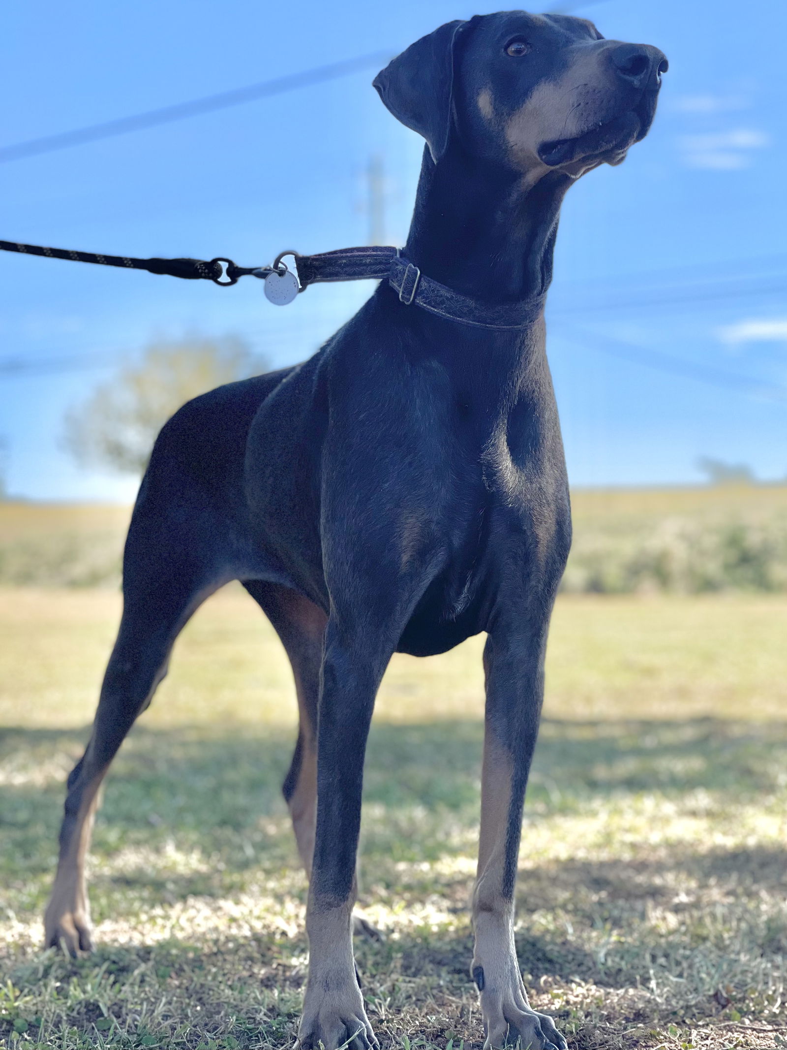 Dog for Adoption Ginger, a Doberman Pinscher in Madison, GA Alpha Paw