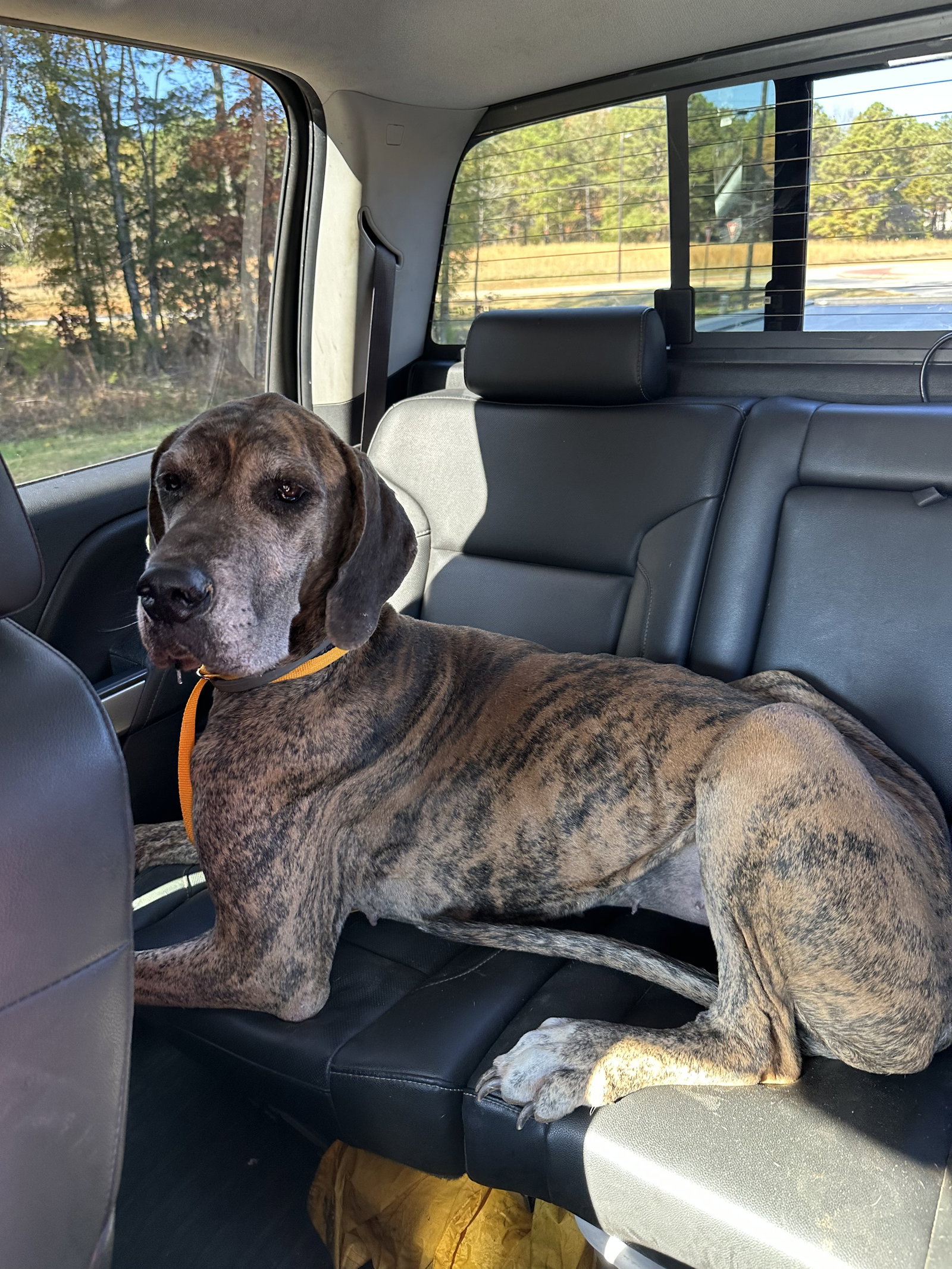 Dog for Adoption - Martha, a Great Dane in Jackson County, GA | Alpha Paw