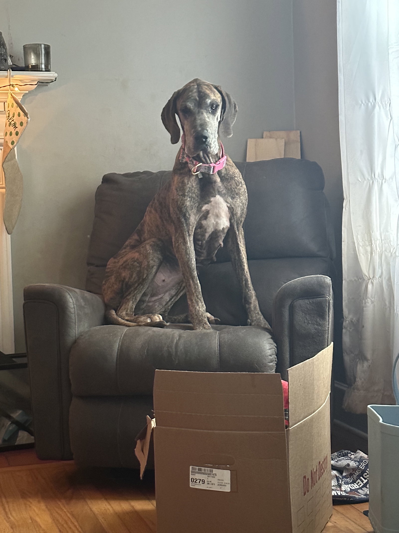 Dog for Adoption - Martha, a Great Dane in Jackson County, GA | Alpha Paw