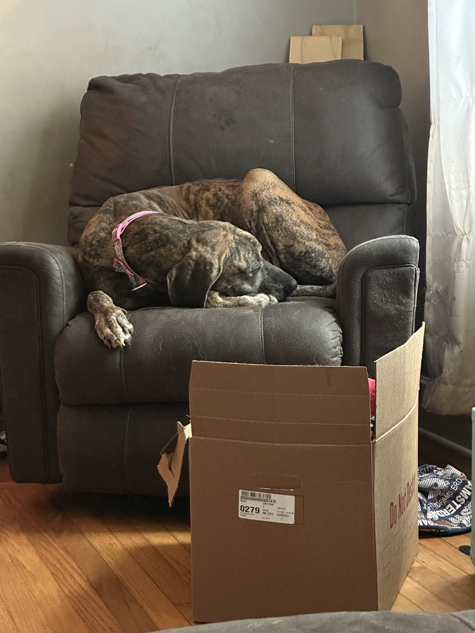 Dog for Adoption - Martha, a Great Dane in Jackson County, GA | Alpha Paw