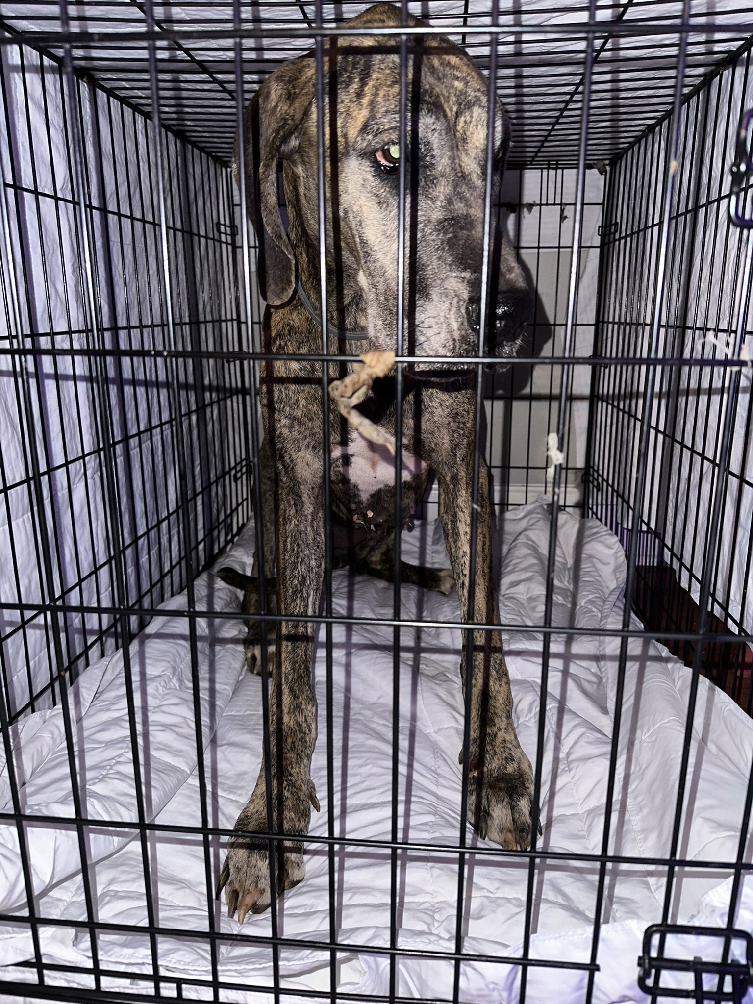 Dog for Adoption - Martha, a Great Dane in Jackson County, GA | Alpha Paw