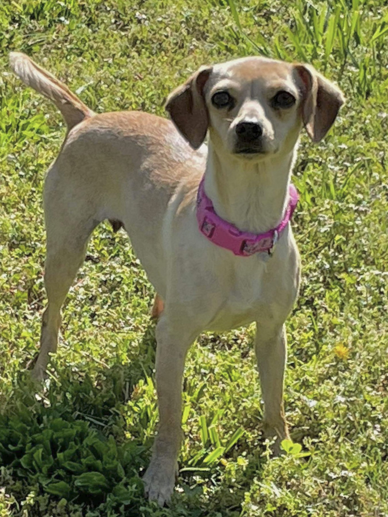 Dog for Adoption Brie, a Chihuahua in Athens, GA Alpha Paw