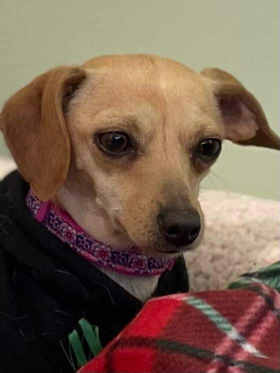 Dog for Adoption Brie, a Chihuahua in Sandy Springs, GA Alpha Paw