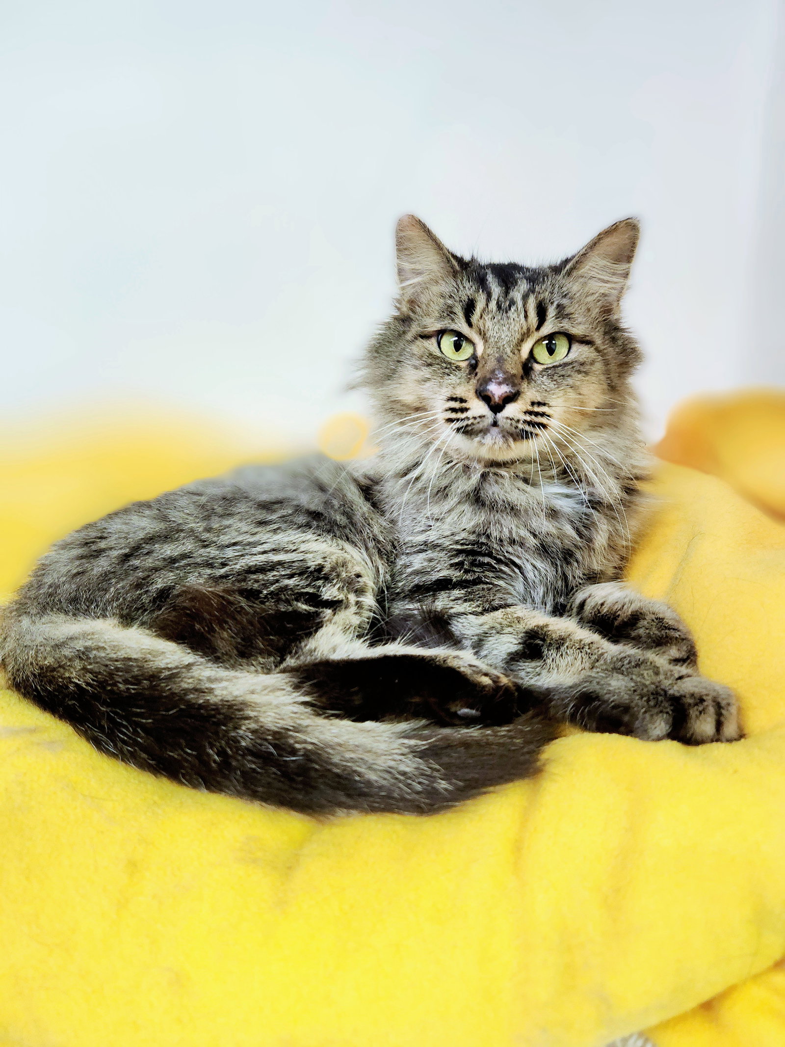Cats for Adoption in Athens, Alpha Paw