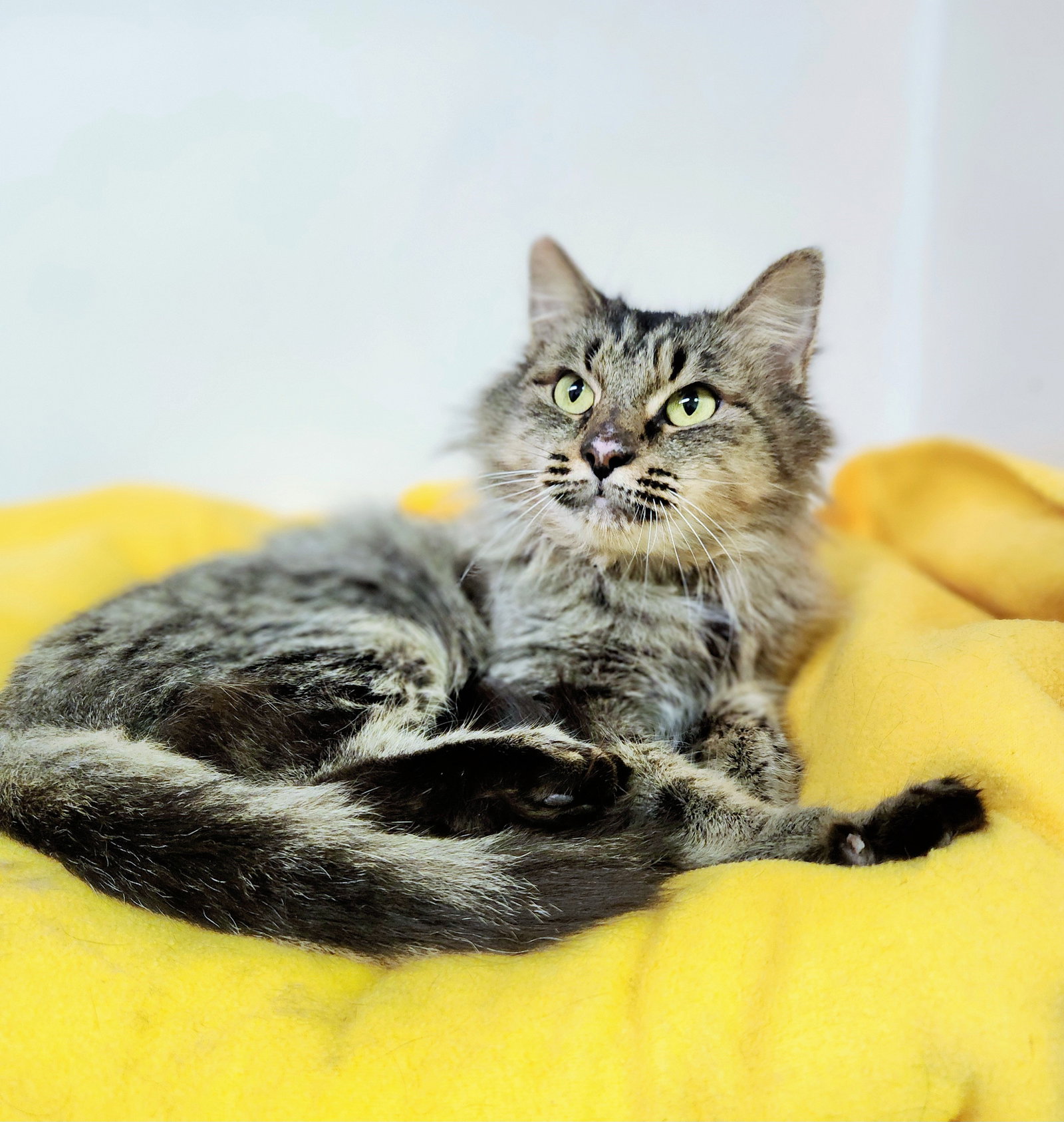 Cats for Adoption in Athens, Alpha Paw