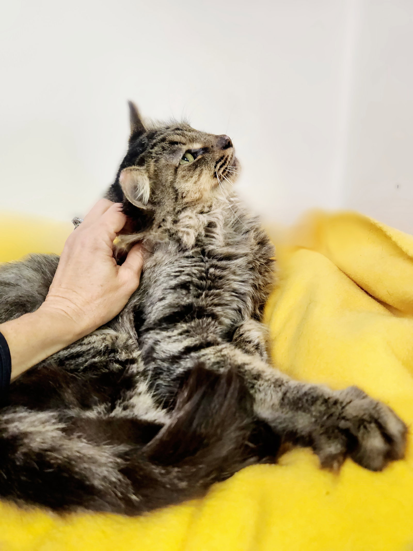 Cats for Adoption in Athens, Alpha Paw