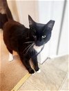 adoptable Cat in social circle, GA named Monk- Jessica