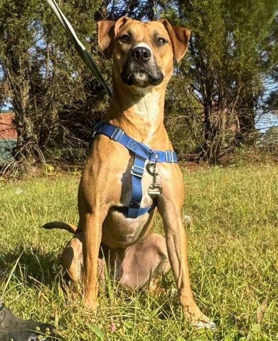 adoptable Dog in Social Circle, GA named Jelly