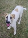 adoptable Dog in social circle, GA named Dancer