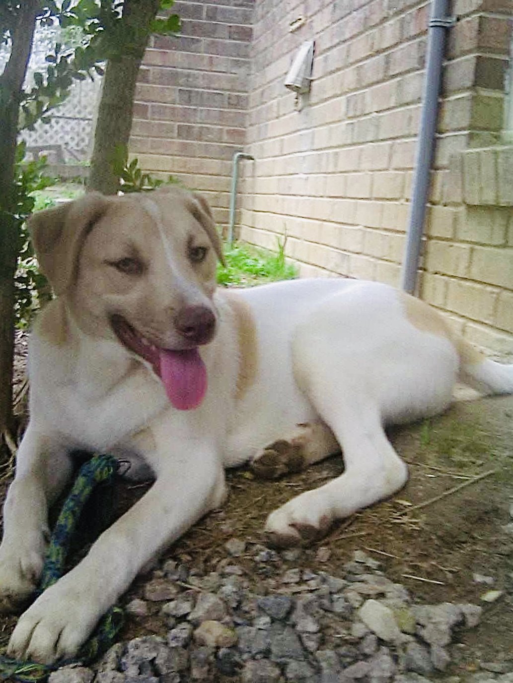 adoptable Dog in Social Circle, GA named Prancer