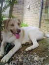 adoptable Dog in  named Prancer