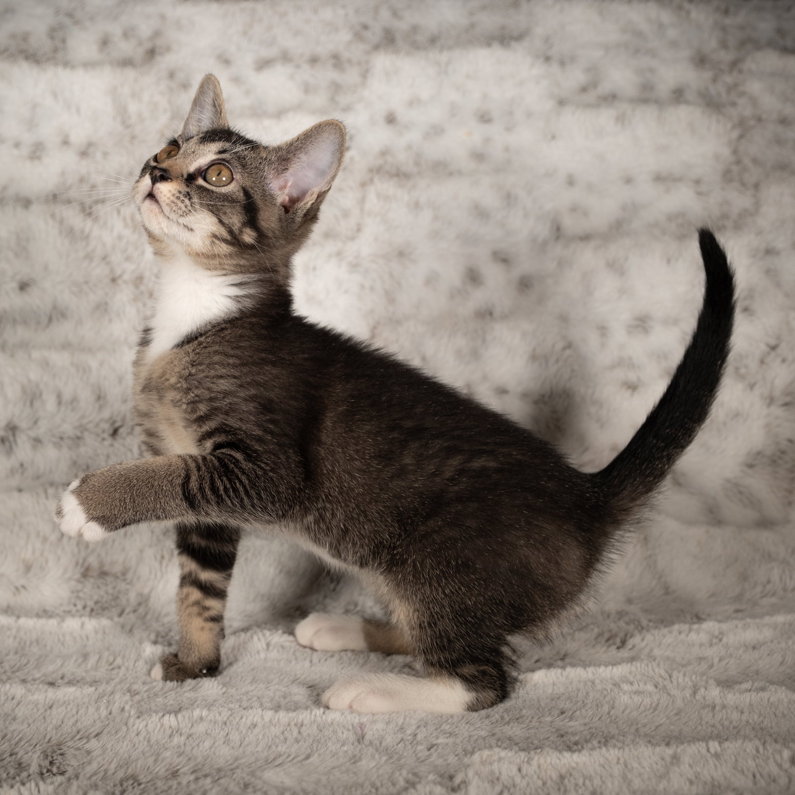 Cats for Adoption in Athens, Alpha Paw