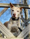 adoptable Dog in social circle, GA named Chance