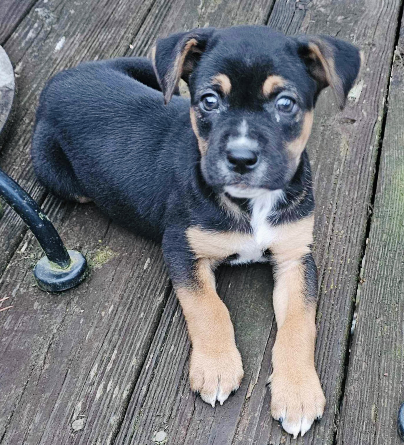 Dog for Adoption Nellie, a Beagle in Jonesboro, GA Alpha Paw
