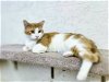 adoptable Cat in social circle, ga, GA named Samewise
