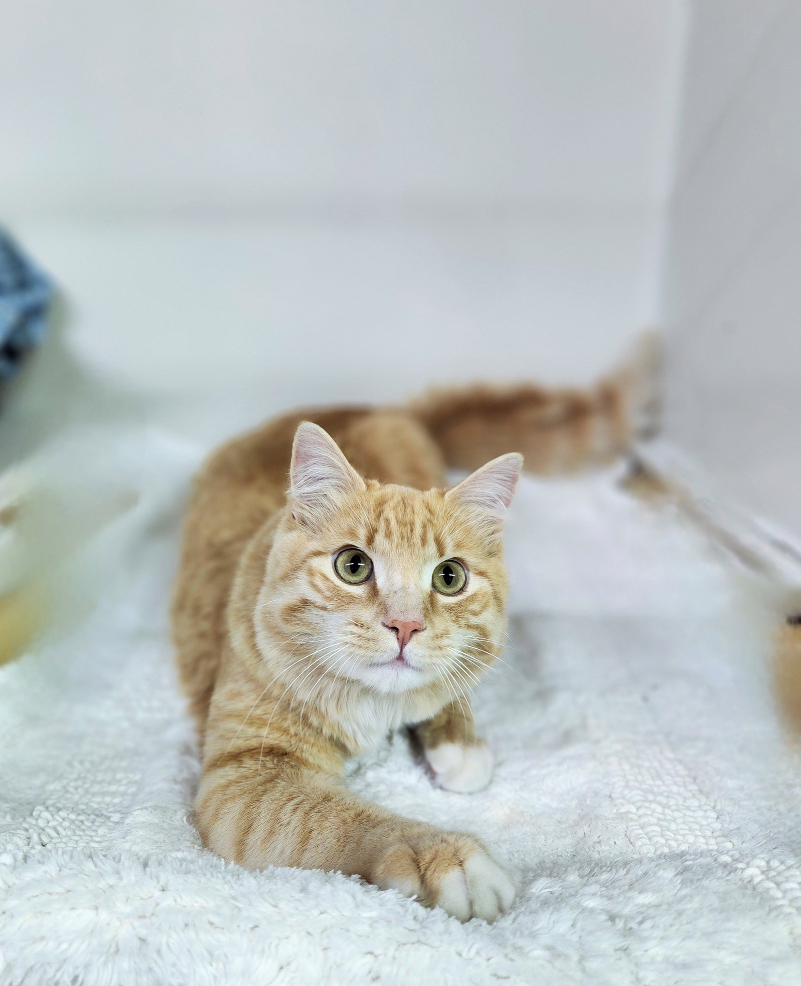 Cats for Adoption in Athens, Alpha Paw