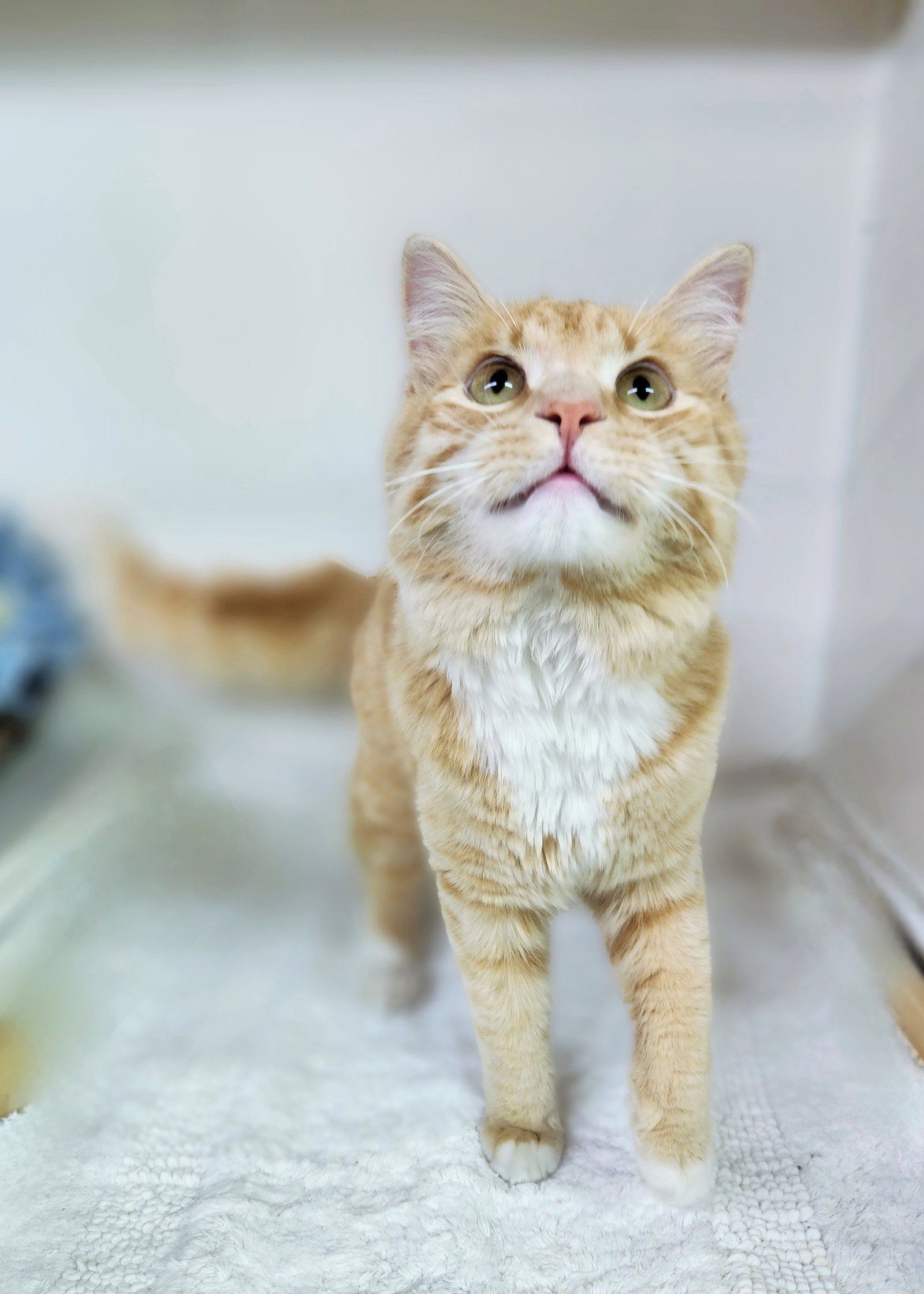 Cats for Adoption in Athens, Alpha Paw