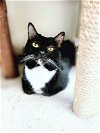 adoptable Cat in social circle, ga, GA named Ranger