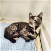 adoptable Cat in  named Daphne