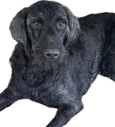 adoptable Dog in Social Circle, GA named Murphy