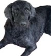 adoptable Dog in social circle, ga, GA named Murphy