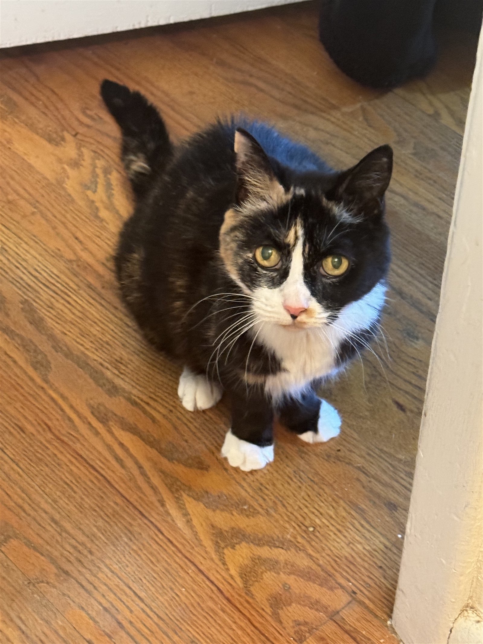 adoptable Cat in Social Circle, GA named Sassy - courtesy post