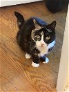 adoptable Cat in social circle, ga, GA named Sassy - courtesy post
