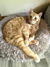 adoptable Cat in Social Circle, GA named Pumpkin - Andrea foster