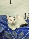 adoptable Cat in  named Sinatra