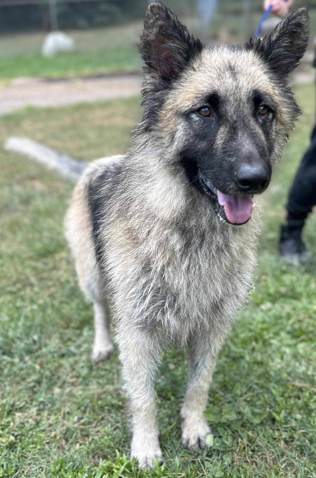 Dog for Adoption Mia, a Belgian Shepherd Tervuren in Eatonton, GA Alpha Paw