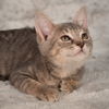 adoptable Cat in Social Circle, GA named Calypso - Andrea foster