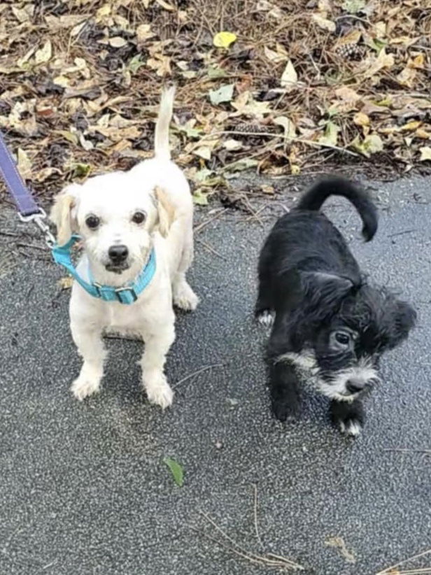 Dog for Adoption - Beaver, a Poodle (Miniature) in Atlanta, GA | Alpha Paw