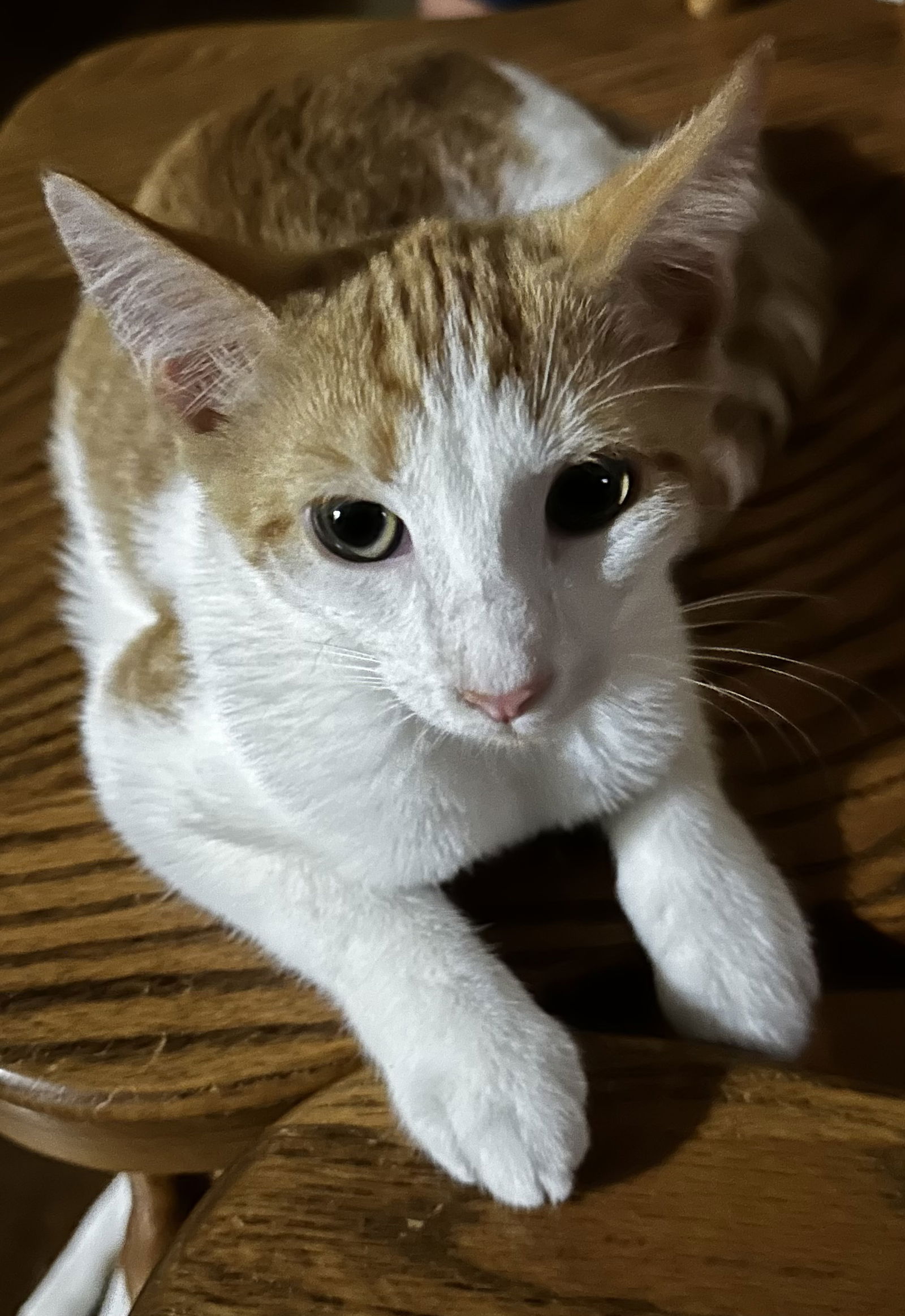 adoptable Cat in Social Circle, GA named Asher