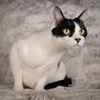 adoptable Cat in Social Circle, GA named Sookie - Andrea foster