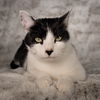 adoptable Cat in Social Circle, GA named Merlotte - Andrea foster