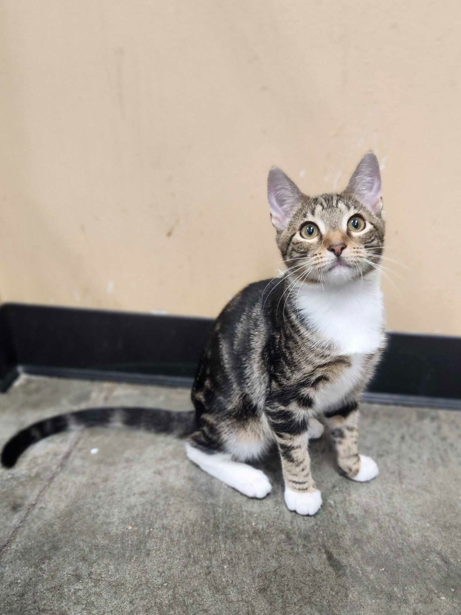 adoptable Cat in Social Circle, GA named Shirley