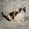 adoptable Cat in Social Circle, GA named Miss Louise - Andrea foster