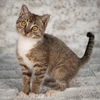 adoptable Cat in Social Circle, GA named Links - Andrea foster