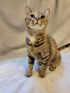 adoptable Cat in Social Circle, GA named Evelyn- Savannahs