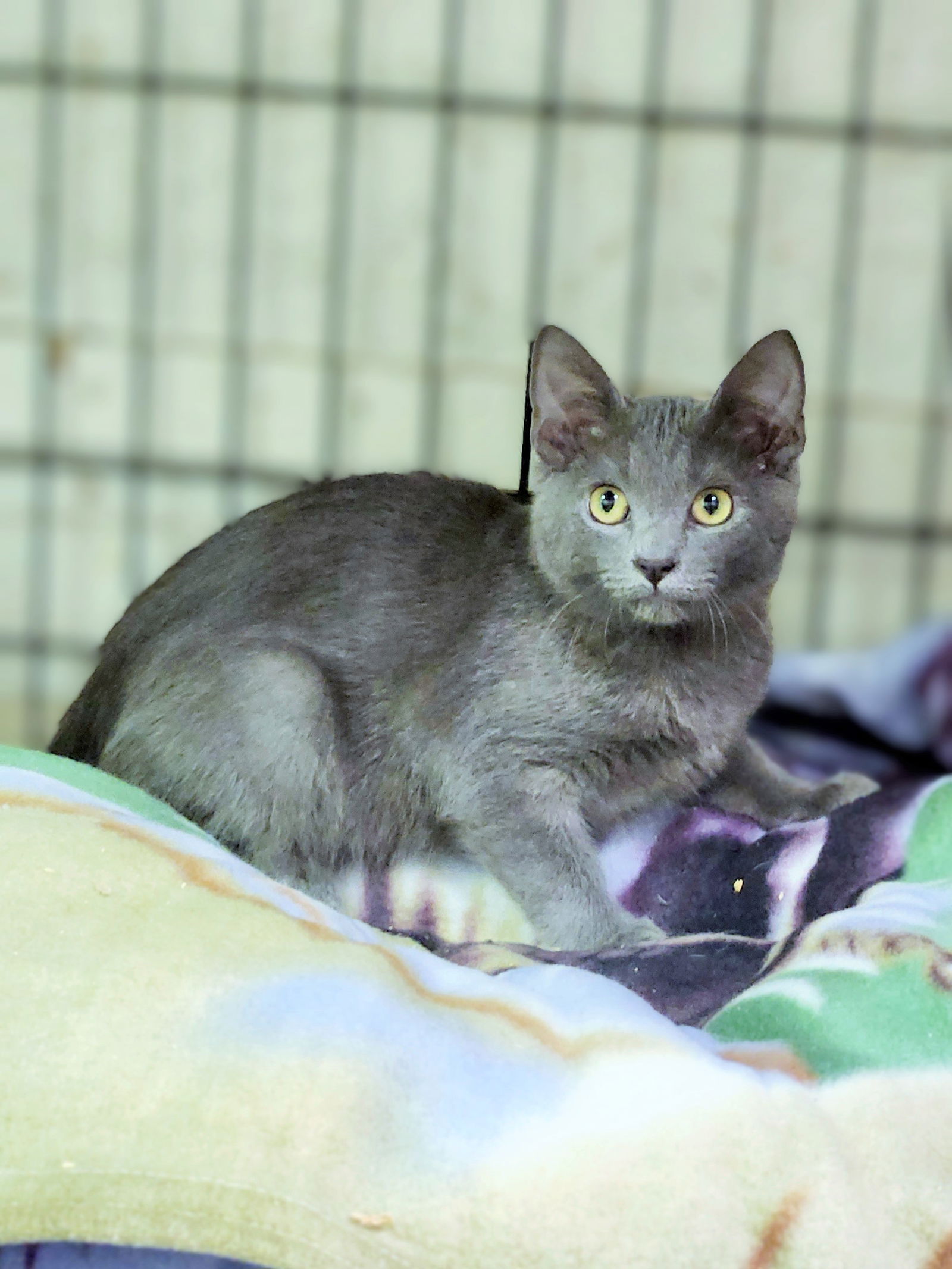 adoptable Cat in Social Circle, GA named Blue