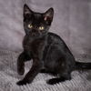 adoptable Cat in Social Circle, GA named Aurora - Andrea foster