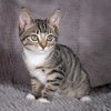 adoptable Cat in Social Circle, GA named Flap - Andrea foster