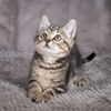 adoptable Cat in Social Circle, GA named Waif - Andrea foster