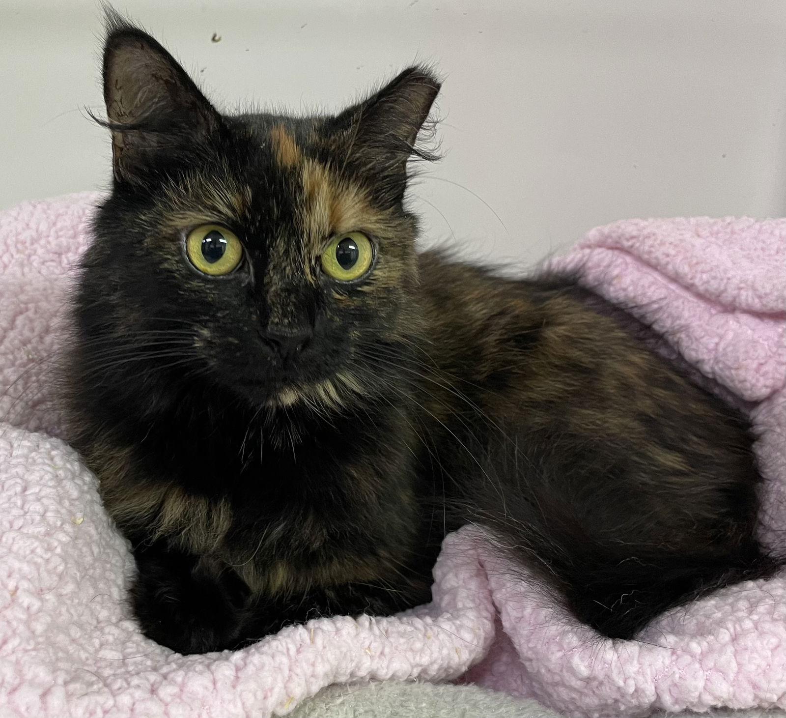 adoptable Cat in Social Circle, GA named Megan