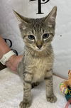 adoptable Cat in Social Circle, GA named Seraphina