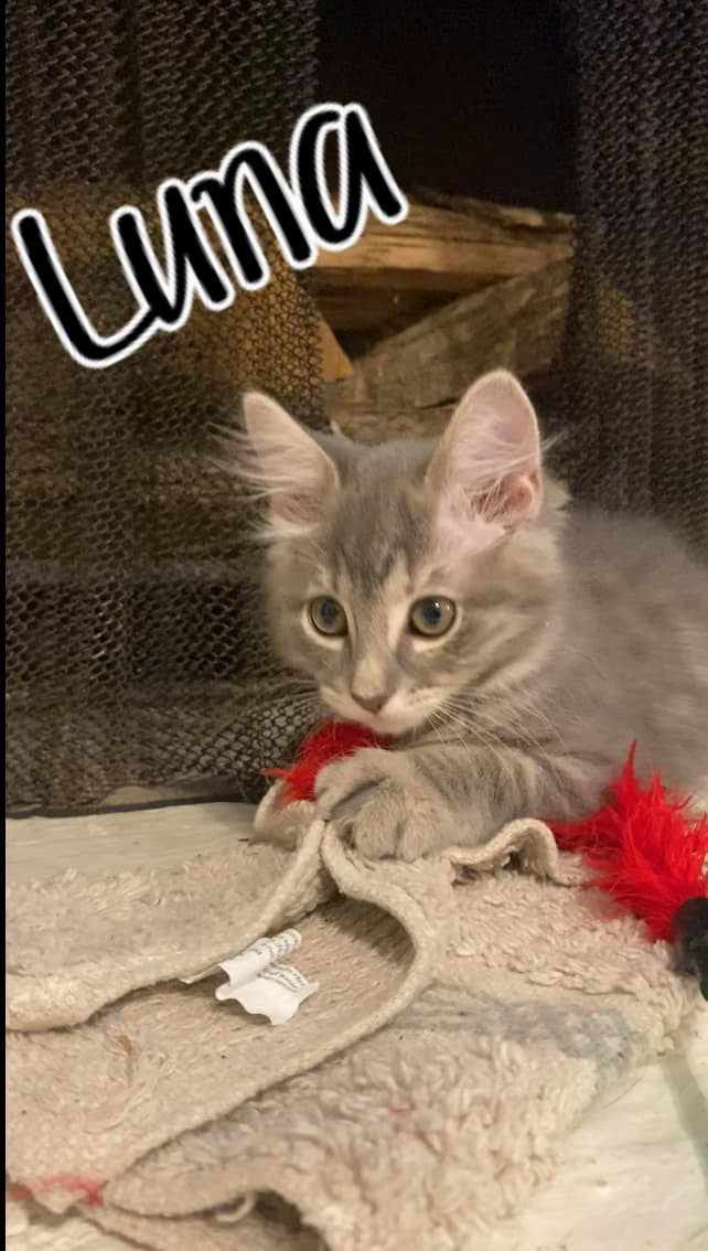 adoptable Cat in Social Circle, GA named Luna